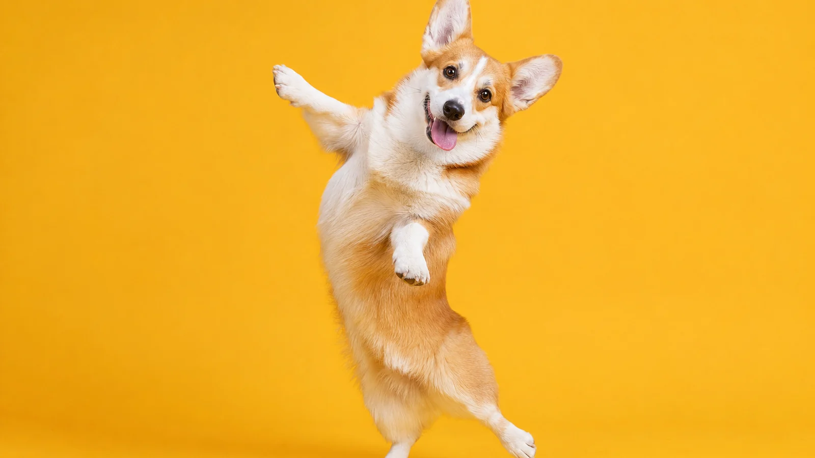 Featured illustration for "How to Make AI Dancing Animal Videos (2026)"